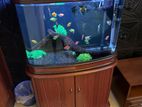 2.5ft Fish Tank