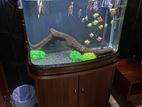 2.5 Ft Fish Tank