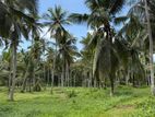 27 Acres Coconut Estate For Sale In Pannala