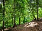 2.71 Acres cultivated land with house for sale in Ukuwela, Matale