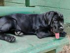Cane Corso Puppy