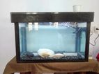 Custom Fish Tank with Fishes