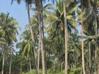29 Acres Well Grown Coconut Estate for Sale at Katupotha, Wariyapola