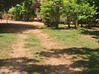 295 perch land for sale in Katuneriya