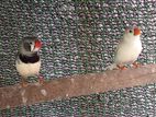 2b finches