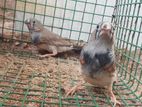 2B finches male