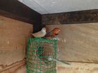 Finch Birds