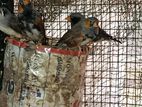 Finches Birds