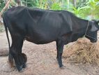 Cows - ගවයන්