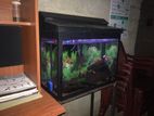 2 Feet Fish Tank
