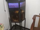 2ft Fish Tank