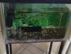 2ft Fish Tank with Filter
