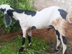 Farm Goat