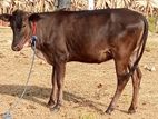 2கன்னி மாடு