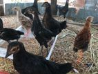 2மாத கோழி குஞ்சுகள்