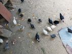 2மாத ஊர் கோழி குஞ்சுகள்