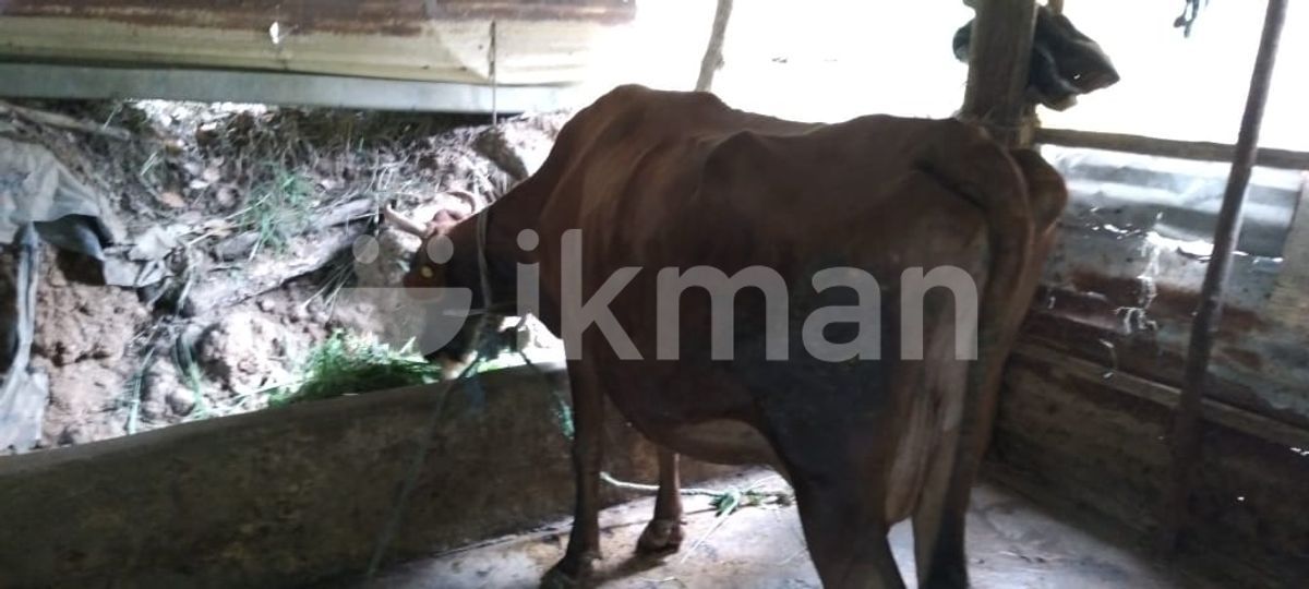 Milk Cows in Wattegama ikman
