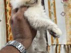 Persian Kittens