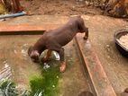 Dobermann Puppies