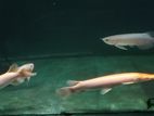 Red Arowana