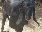 2பல்லு போட்ட கிடாய்