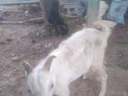 Kidai Goat