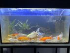 3* 1.5 ft Fish Tank
