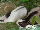 Rabbits