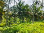 3 Acres Coconut Cultivated Land for Sale in Ibbagamuwa