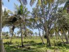 3 Acres Coconut Land for Sale Kalpitiya