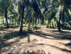 3 Acres Coconut Land for Sale in Anamaduwa