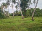 3 Acres Coconut Land for Sale Pallama