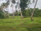 3 Acres Coconut Land for Sale Pallama