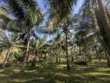 3 Acres Coconut Land for Sale Wariyapola - Netiya Road
