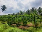 3 Acres Land for sale in Dambulla