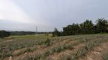 3+ Acres of Agricultural Land in Yatawathura for Sale
