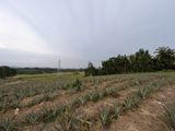 3+ Acres of Agricultural Land in Yatawathura for Sale