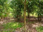 3 Acres of Cinnamon Land for Sale in Bulathsinhala (SL 14446)