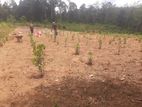 3 Acres of Flate Land for Sale in Avissawella - Colombo Line