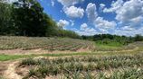 3+ Acres of Land in Yatawathura for Sale