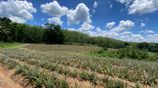 3+ Acres of Land in Yatawathura for Sale