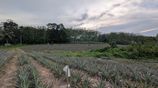 3 Acres of Land in Yatawathura for Sale