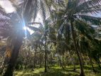 3 Acres Well-Maintained Coconut Estate for Sale – Wariyapola (Netiya Rd)