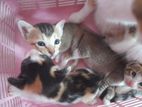3 Adorable Kittens for adoption