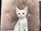Turkish Cat