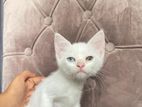 Turkish Angora Cat