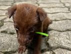 Puppies for Kind Home