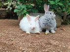 3 Angora Rabbits