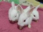3 Baby Rabbits