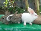 3 Baby Rabbits